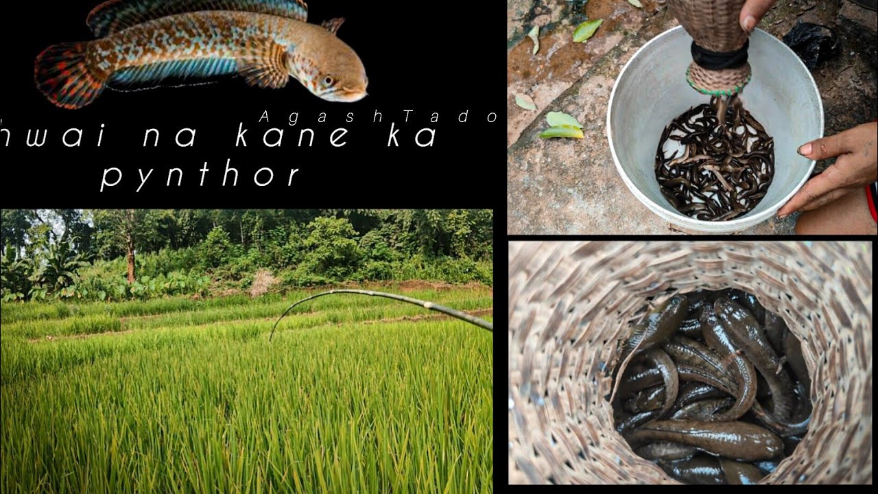 Khwai doh sha pynthor kba IOH haduh 1kg tam🐟