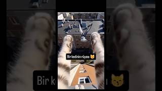 Bir kedinin rüyası… #komikkediler #kedilerindünyası #miyav #funnycats #catmemes #cute #trendcat