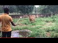 4      4      lion cub rescue missionridigama safari park