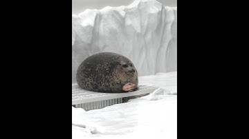 Roblox Rain Script - Please ignore this video