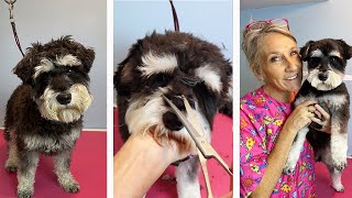 How To Do A Puppy Haircut (At Home)