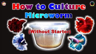 HOW TO CULTURE MICROWORM Without a Starter! image