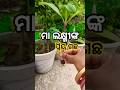 ମା ଲକ୍ଷ୍ମୀଙ୍କ ପ୍ରିୟ ଗଛ ମିଳିଲା 🙏😱 #𒆜foryou @namitaskitchengarden9693