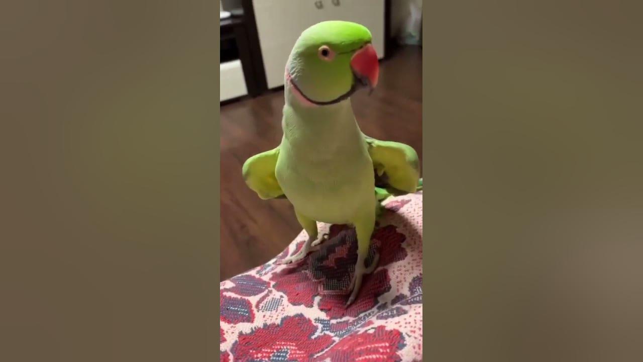 ожереловый попугай ричи. говорящий ожереловый попугай ричи. порода попугая ричи. попугай ричи говорит. ожереловый попугай ричи.