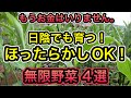 一度植えたら無限収穫!日陰でも育つ超簡単オススメ野菜4選!楽すぎ、お金もいらない、無料で毎年食べられる。食料危機も安心です。ニラ、シソ、パセリ、ミョウガ、サツマイモ、トマト、ピーマン。宿根草