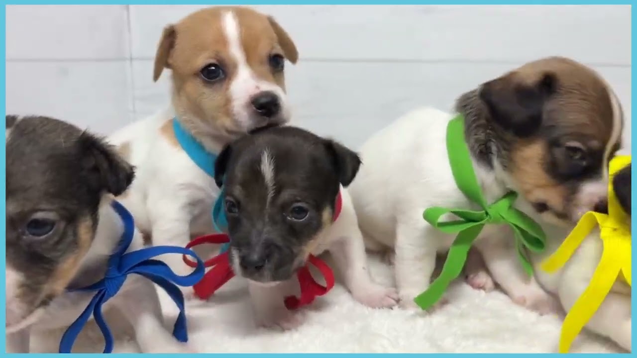 745155 ジャックラッセルテリア - YouTube