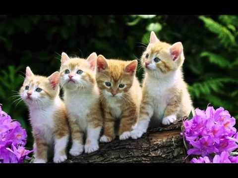"Morning Has Broken" Instrumental HD with lyrics