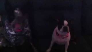 Boston terrier and blue heeler playing Boston Terrier Vs Blue Heeler