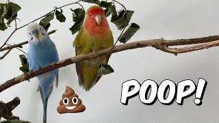 How to deal with the bird's poop outside the cage?