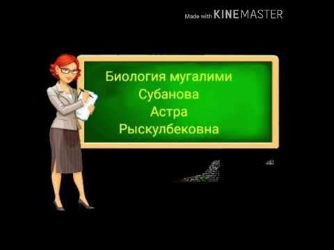 Video: Жапайы күрүчтөн блинчиктерди кантип жасашат