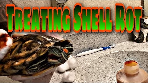 Treating SHELL ROT on my RED EAR SLIDERS!!!