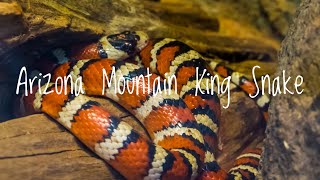 Species Spotlight Arizona Mountain King Snakes