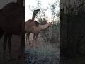 Beautiful camels animals  thar eating time short