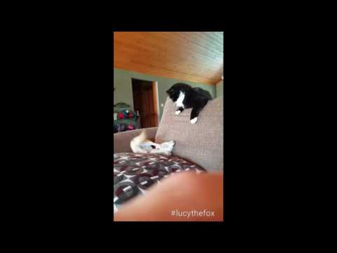 FurrFox has encountered an issue