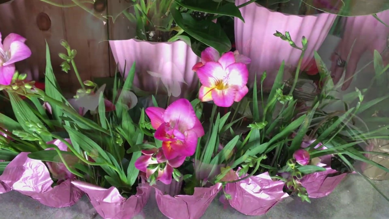 Plants taking off as Valentine's Day gifts