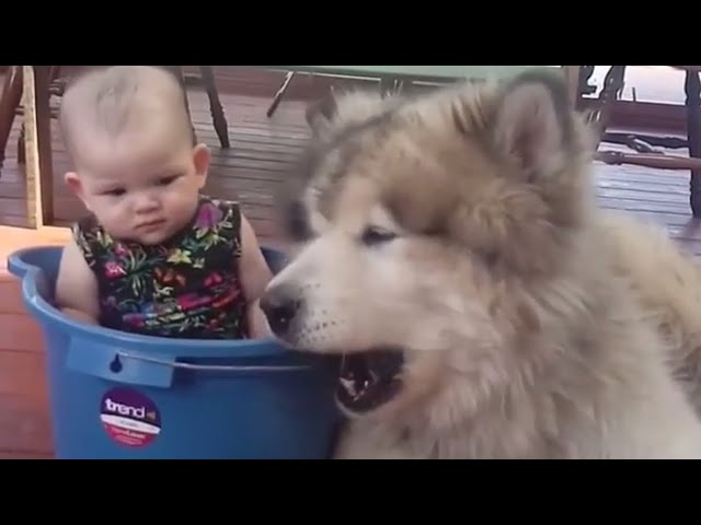 Cute Alaskan Malamute Protecting and Playing With Babies