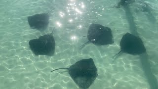 Blue Lagoon Stingray Encounter - Nassau, Bahamas