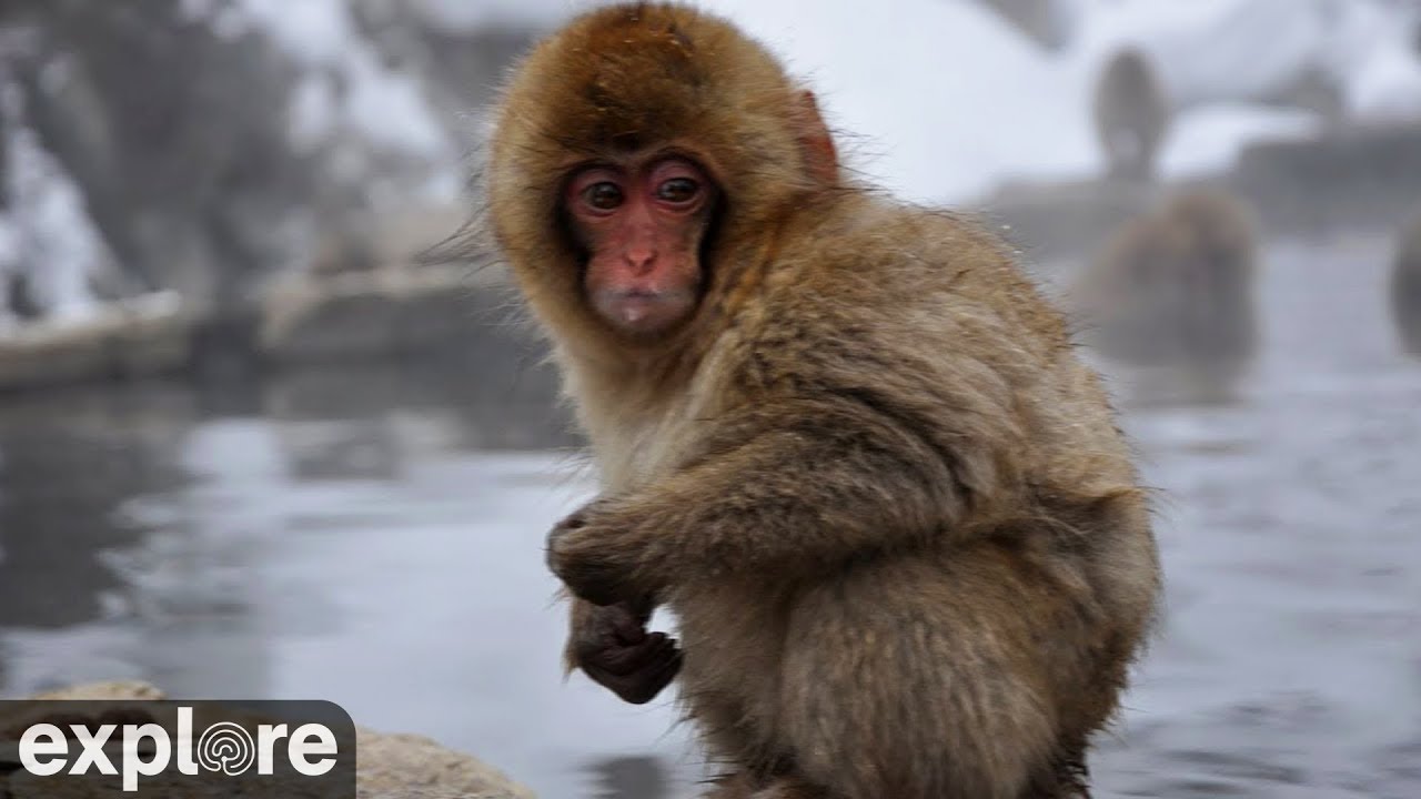 Cute Baby Snow Monkeys In Japan Youtube Cute Baby Snow Monkeys In Japan Youtube