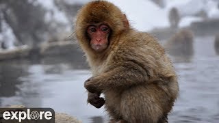 Cute Baby Snow Monkeys in Japan!