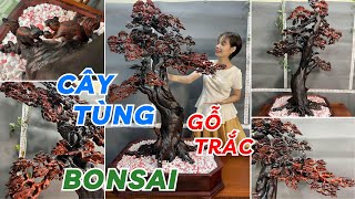 Cây Tùng bonsai bằng gỗ Trắc đỏ đen cao cấp độc đáo