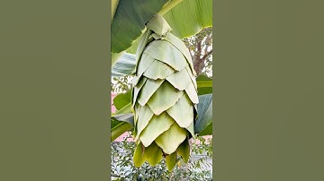 Cây chuối cô đơn