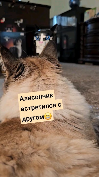 Счастливый кот😍🥰 - YouTube