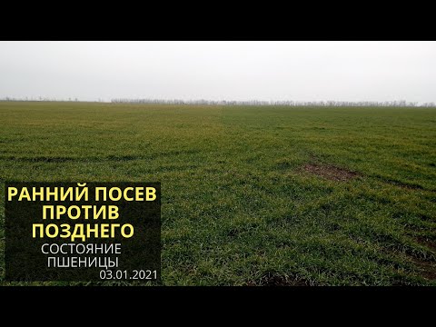 Ранние посевы озимой