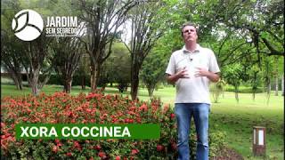 Ixora coccinea - Jardim sem segredo