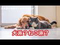 日本語の聴解Podcastー犬派？ねこ派？ーEp.239