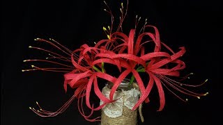 Como hacer flores de papel (Lycoris Radiata) Super faciles y rapidas | DIY Manualidades #34