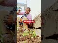 Planting in the kitchen 🪴 #harvesting #mygarden #gardening #trending #YouTube #urbanfarming #shorts