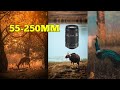 Wildlife photography with 55-250mm | Canon 55-250mm lens | CANON 1200D