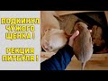 ПОДСТАВИЛ ЧУЖОГО ЩЕНКА ПИТБУЛЯ, КИМИ !!! РЕАКЦИЯ НА ЧУЖОГО ЩЕНКА МЕНЯ УДИВИЛА !!!