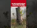 Uttarakhand News: Tehri Garhwal के गजा क्षेत्र में लगी आग,काबू  पाने की हो रही कोशिश #shorts