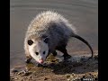 The Opossum Mini Documentary