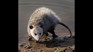 The Opossum Mini Documentary