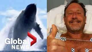 Whale of a tale: US diver survives nearly being swallowed by humpback whale