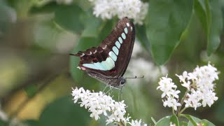 直径60cmのくそでか網で色んな蝶を採集しまくってヤバいｗｗｗ