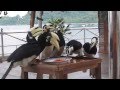 Hornbill Feeding Time at Pangkor Sea View Resort