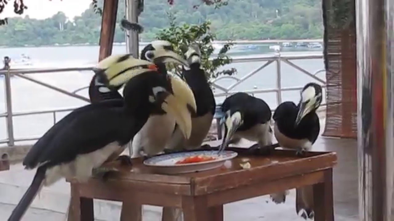 Hornbill Feeding Time At Pangkor Sea View Resort Youtube