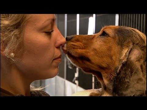 Video: Kan hunde blive kærlighedssyge?