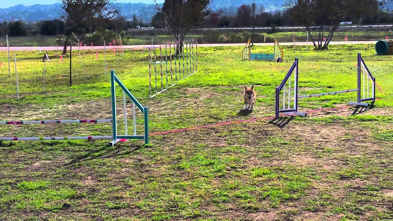 20150116 121341 Mac s AKC Agility Trial YouTube 20150116-121341-mac-s-akc-agility-trial-youtube