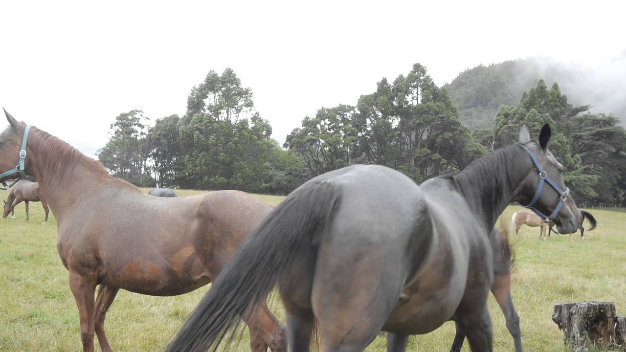 Beautiful Horses of New Zealand YouTube