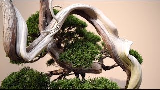 Bonsai Aesthetics & Design