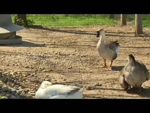 Video: Kućni ljubimac: Kućni ljubimci mogu pomoći autističnoj djeci da poboljšaju društvene vještine, nova ptičja gripa pronađena u brtvama