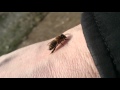 Добрая пчела на руке, не жалит!