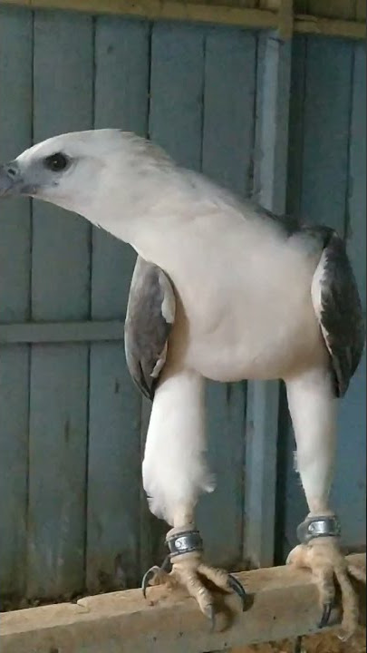 burung elang putih