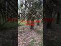 Tanam Aren di Sela Karet | Sistem Susulan Anti Replanting Massal #shorts #diratani4114 #fyp