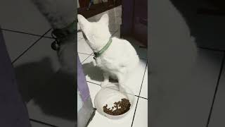 Batur saur milu saur #kucingputih