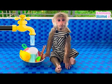 Smart BiBi helps Amee wash dishes | Animals Home Monkey